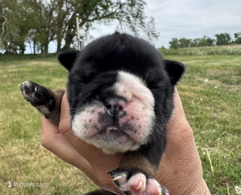 Donatello – English Bulldog puppy for sale in Hinton, IA