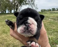 Donatello, a male English Bulldog for sale in Hinton, IA – 1 of 6