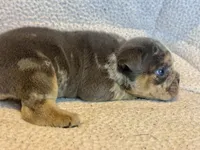 Versace, a male English Bulldog for sale in Hinton, IA – 9 of 10