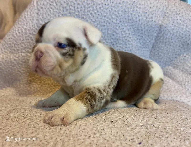 Louis – English Bulldog puppy for sale in Hinton, IA