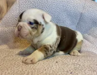 Louis, a male English Bulldog for sale in Hinton, IA – 1 of 9
