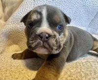 Armani, a female English Bulldog for sale in Hinton, IA – 6 of 10