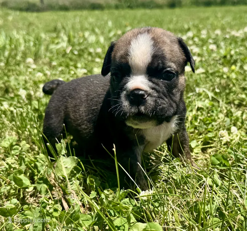 Inky – English Bulldog puppy for sale in Hinton, IA