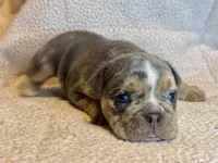 Versace, a male English Bulldog for sale in Hinton, IA – 3 of 10