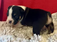 Fred, a male English Bulldog for sale in Hinton, IA – 7 of 10