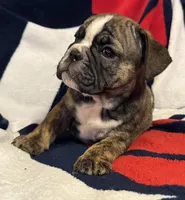 Inky, a female English Bulldog for sale in Hinton, IA – 9 of 10