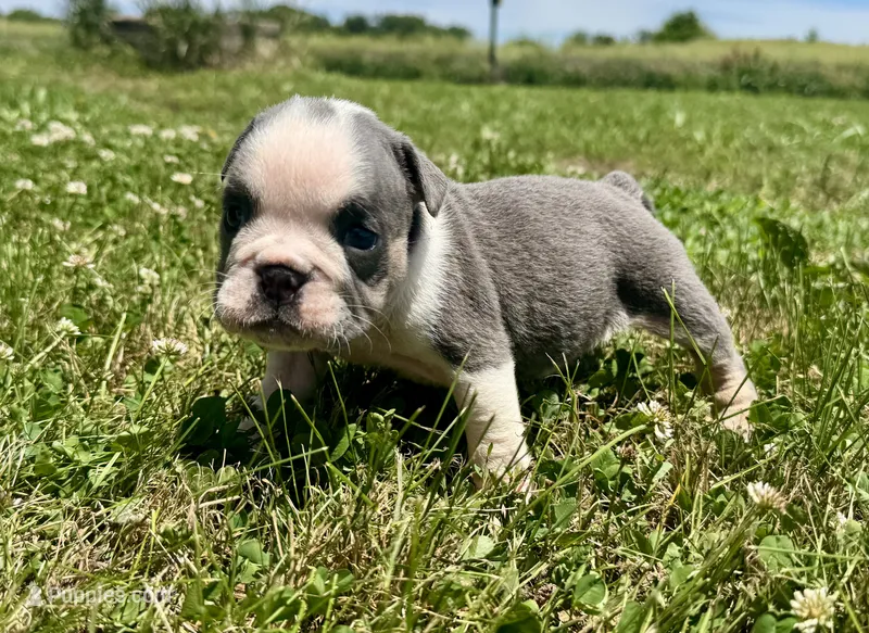 Pinky – English Bulldog puppy for sale in Hinton, IA
