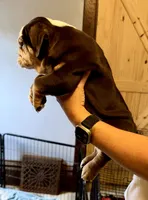 Reeses, a male English Bulldog for sale in Hinton, IA – 3 of 8