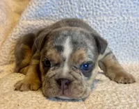 Versace, a male English Bulldog for sale in Hinton, IA – 2 of 10