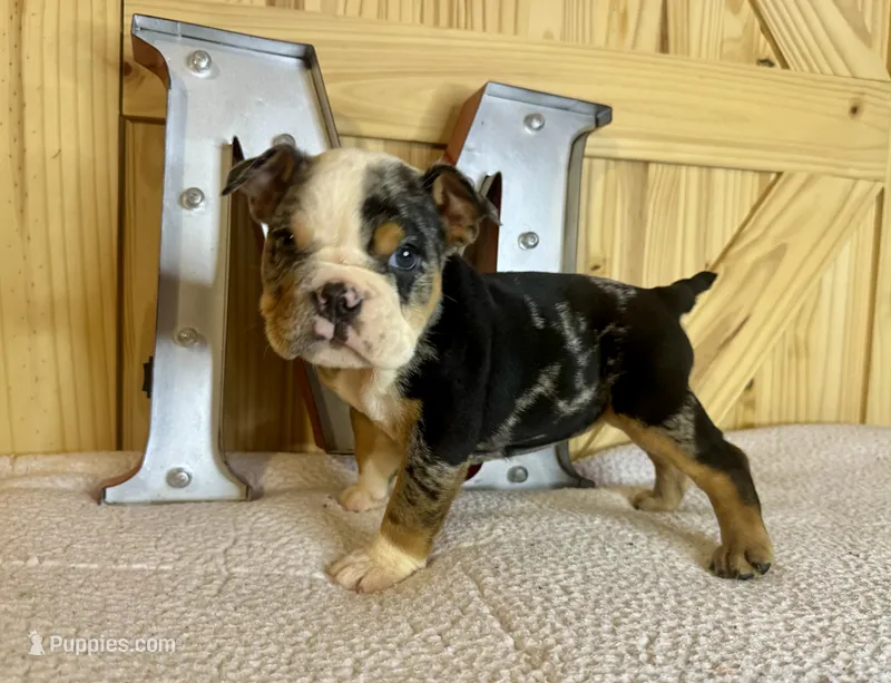 Skittles – English Bulldog puppy for sale in Hinton, IA