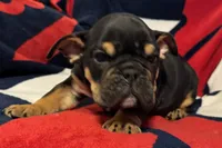 Michelangelo, a male English Bulldog for sale in Hinton, IA – 8 of 10