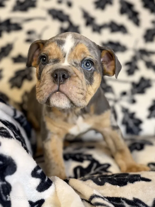 Versace – English Bulldog puppy for sale in Hinton, IA