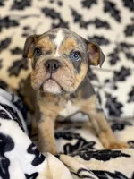 Versace, a male English Bulldog for sale in Hinton, IA – 3 of 10