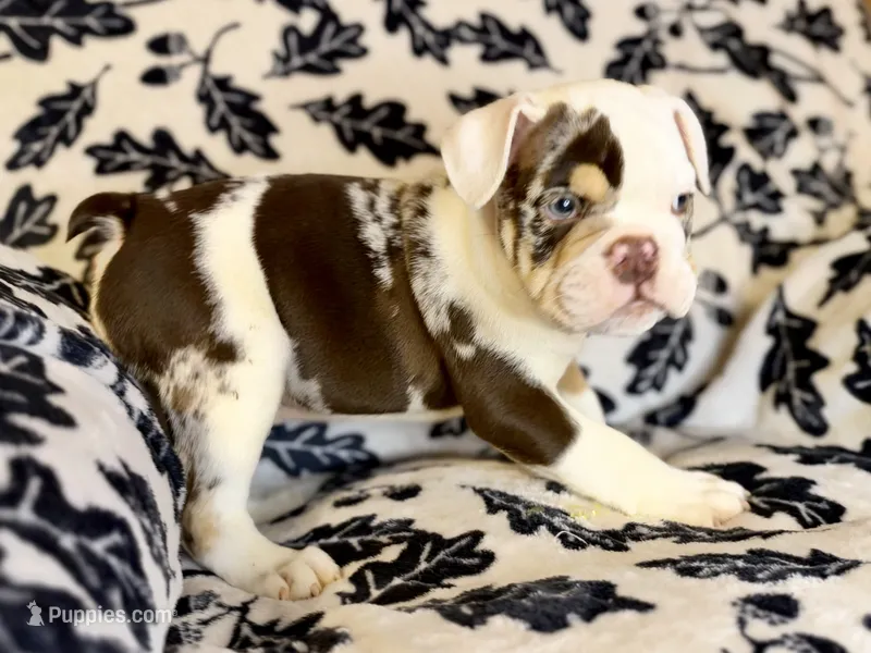 Louis – English Bulldog puppy for sale in Hinton, IA