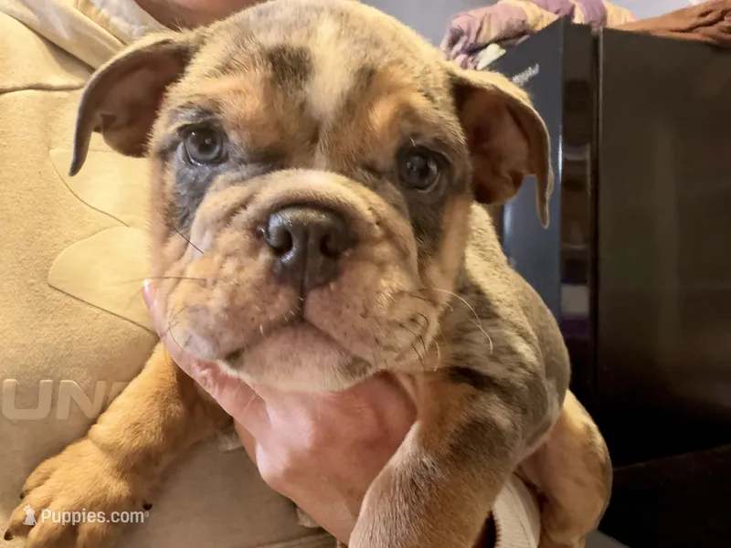 Versace – English Bulldog puppy for sale in Hinton, IA