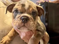 Versace, a male English Bulldog for sale in Hinton, IA – 1 of 10