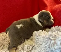 Scooby, a male English Bulldog for sale in Hinton, IA – 6 of 8
