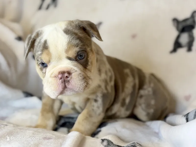 Gucci – English Bulldog puppy for sale in Hinton, IA