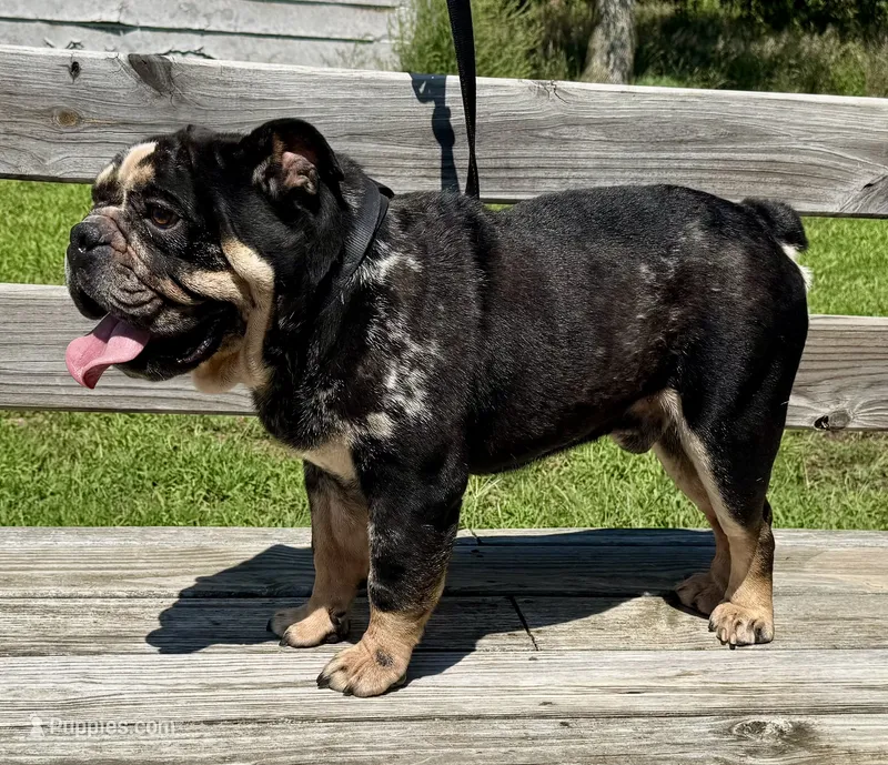 Studding Out – English Bulldog puppy for sale in Hinton, IA