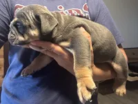 Rafael, a male English Bulldog for sale in Hinton, IA – 7 of 8