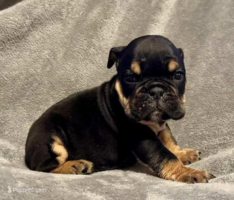 Michelangelo – English Bulldog puppy for sale in Hinton, IA