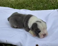 Pinky, a female English Bulldog for sale in Hinton, IA – 5 of 5