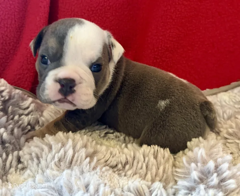 Scooby – English Bulldog puppy for sale in Hinton, IA