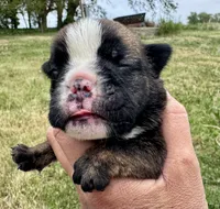 Inky, a female English Bulldog for sale in Hinton, IA – 2 of 4