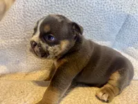 Armani, a female English Bulldog for sale in Hinton, IA – 2 of 10