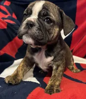 Inky, a female English Bulldog for sale in Hinton, IA – 5 of 10