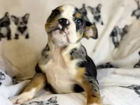 Skittles, a female English Bulldog for sale in Hinton, IA – 7 of 8