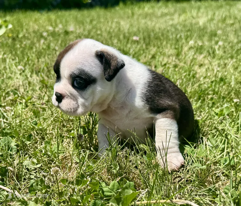 Daphne – English Bulldog puppy for sale in Hinton, IA