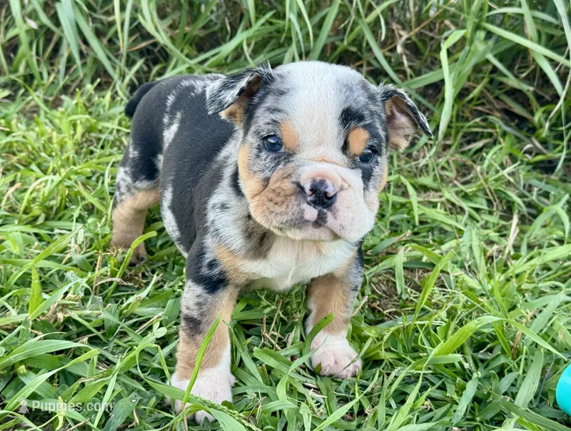 Skittles – English Bulldog puppy for sale in Hinton, IA