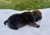 Blinky, a female English Bulldog for sale in Hinton, IA – 5 of 5