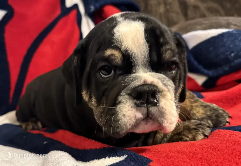 Shaggy – English Bulldog puppy for sale in Hinton, IA