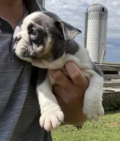 Pinky, a female English Bulldog for sale in Hinton, IA – 2 of 4