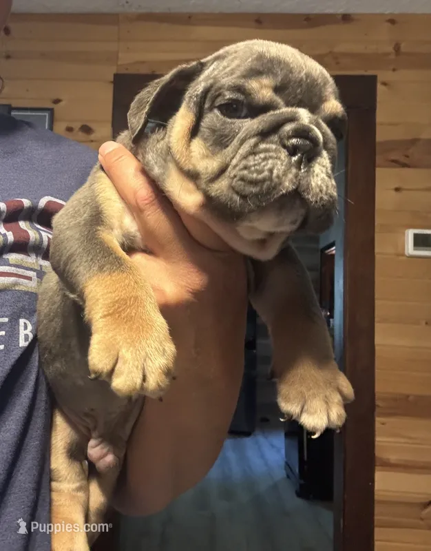 Rafael – English Bulldog puppy for sale in Hinton, IA