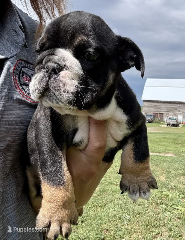 Donatello – English Bulldog puppy for sale in Hinton, IA
