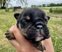 Michelangelo, a male English Bulldog for sale in Hinton, IA – 5 of 5