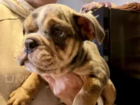 Versace, a male English Bulldog for sale in Hinton, IA – 2 of 10