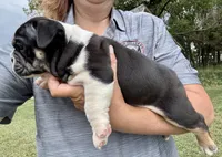 Fred, a male English Bulldog for sale in Hinton, IA – 3 of 7