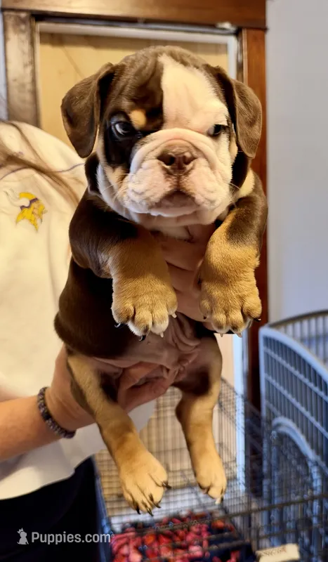 Reeses – English Bulldog puppy on hold in Hinton, IA