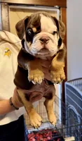 Reeses, a male English Bulldog for sale in Hinton, IA – 1 of 8