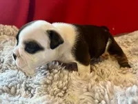 Daphne, a female English Bulldog for sale in Hinton, IA – 6 of 9
