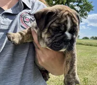 Clyde, a male English Bulldog for sale in Hinton, IA – 3 of 5