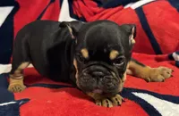 Michelangelo, a male English Bulldog for sale in Hinton, IA – 4 of 10