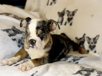 Skittles, a female English Bulldog for sale in Hinton, IA – 3 of 8