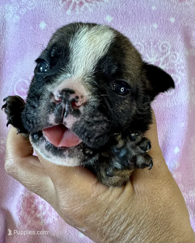 Inky – English Bulldog puppy for sale in Hinton, IA