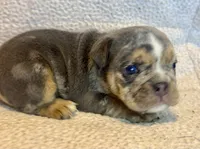 Versace, a male English Bulldog for sale in Hinton, IA – 10 of 10