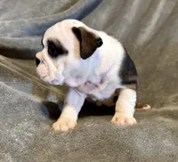 Daphne, a female English Bulldog for sale in Hinton, IA – 6 of 7